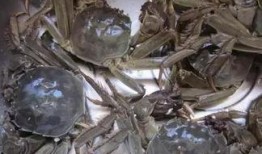 黄河口大闸蟹爆料视频,揭秘美味背后的生态传奇